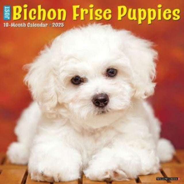 Just Bichon Frise Puppies 2025 12 X 12 Wall Calendar-9781549241734