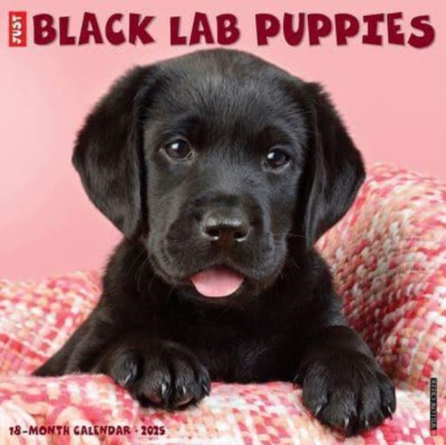 Just Black Lab Puppies 2025 12 X 12 Wall Calendar-9781549241857