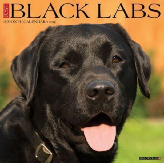 Just Black Labs 2025 12 X 12 Wall Calendar-9781549241864
