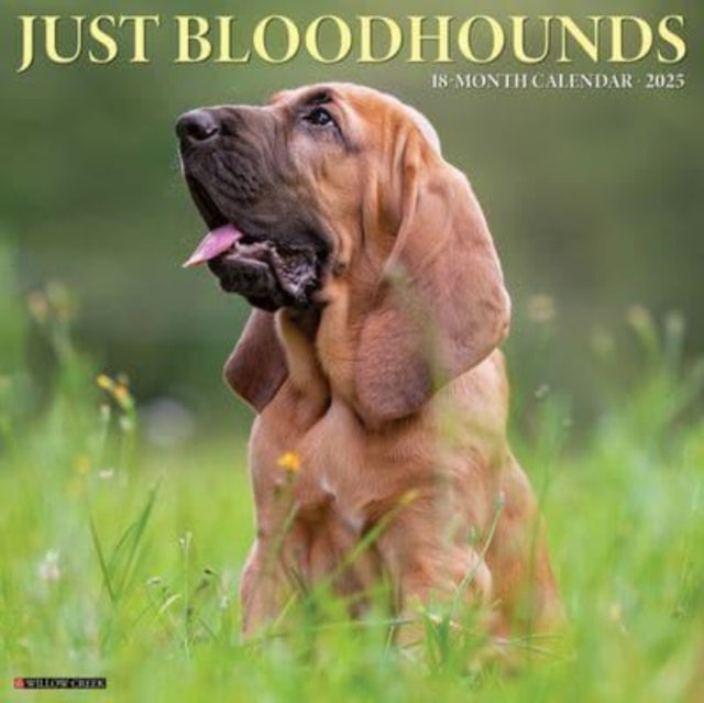 Just Bloodhounds 2025 12 X 12 Wall Calendar-9781549241871