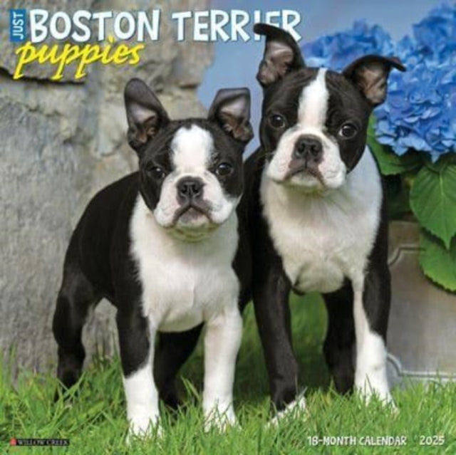 Just Boston Terrier Puppies 2025 12 X 12 Wall Calendar-9781549241918