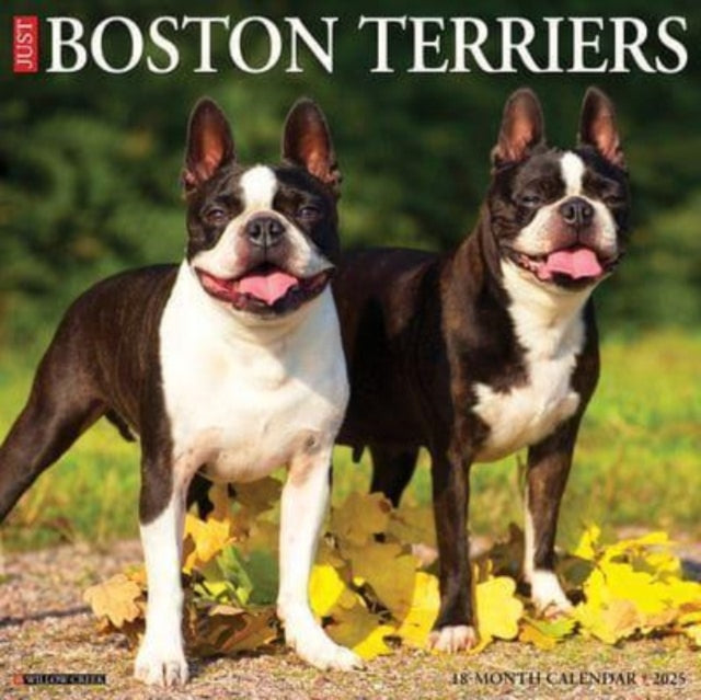 Just Boston Terriers 2025 12 X 12 Wall Calendar-9781549241925