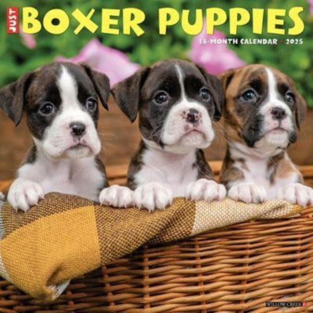 Just Boxer Puppies 2025 12 X 12 Wall Calendar-9781549241932