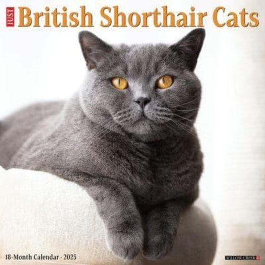British Shorthair Cats 2025 12 X 12 Wall Calendar-9781549241956