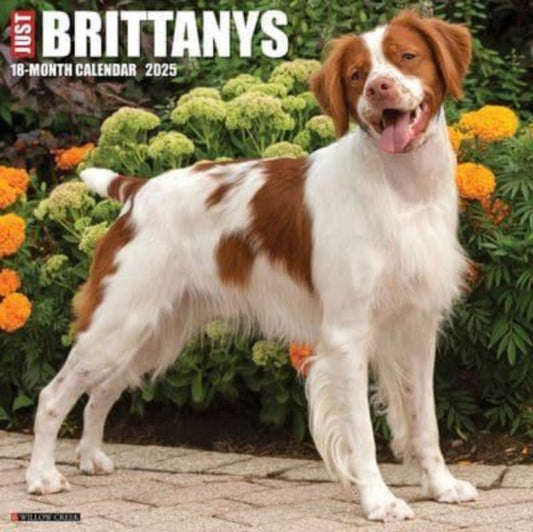 Just Brittanys 2025 12 X 12 Wall Calendar-9781549241963