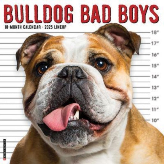 Bulldog Bad Boys 2025 12 X 12 Wall Calendar-9781549242014