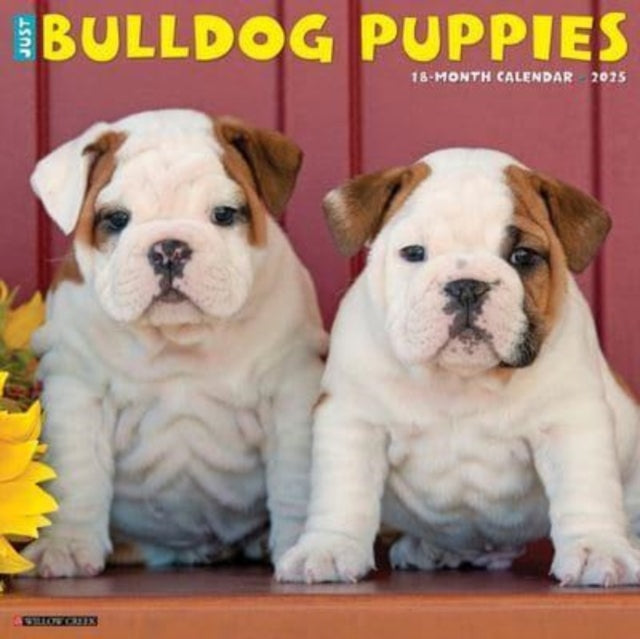 Just Bulldog Puppies 2025 12 X 12 Wall Calendar-9781549242021