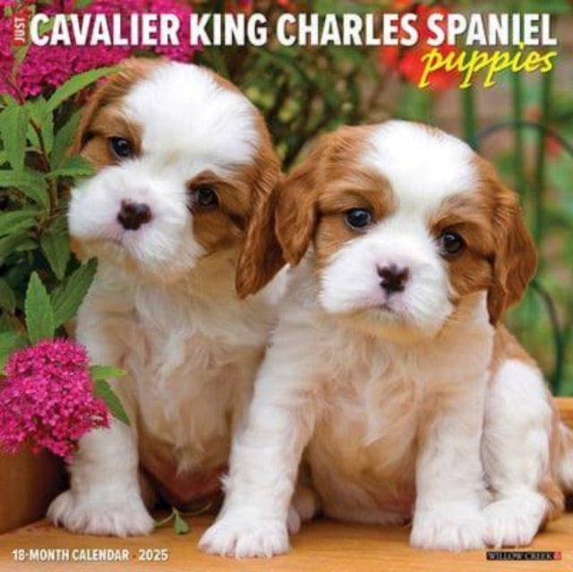 Just Cavalier King Charles Spaniel Puppies 2025 12 X 12 Wall Calendar-9781549242267