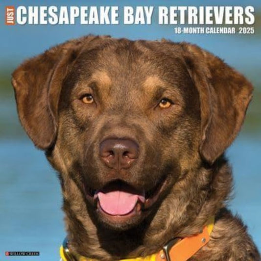 Just Chesapeake Bay Retrievers 2025 12 X 12 Wall Calendar-9781549242281