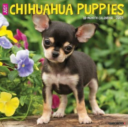 Just Chihuahua Puppies 2025 12 X 12 Wall Calendar-9781549242304