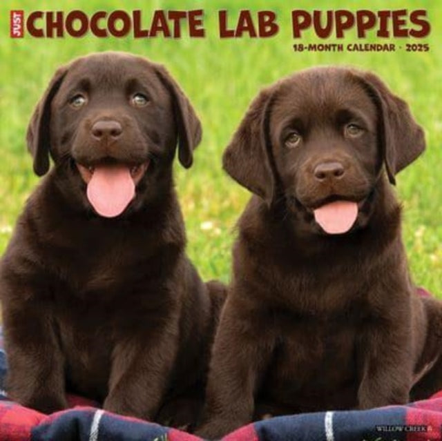Just Chocolate Lab Puppies 2025 12 X 12 Wall Calendar-9781549242342