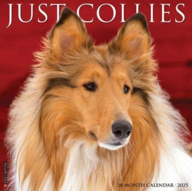 Just Collies 2025 12 X 12 Wall Calendar-9781549242519