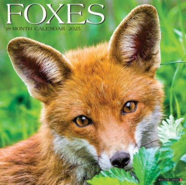 Foxes 2025 12 X 12 Wall Calendar-9781549242939