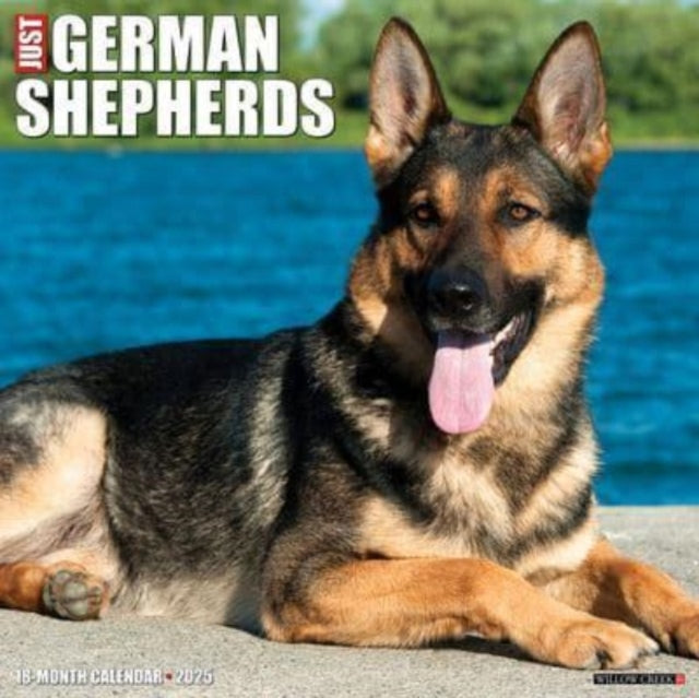 Just German Shepherds 2025 12 X 12 Wall Calendar-9781549243028