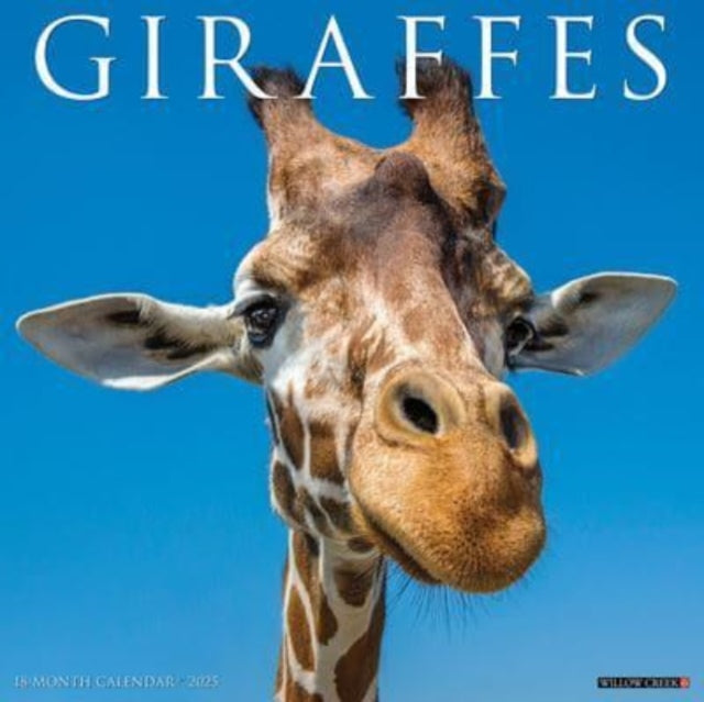 Giraffes 2025 12 X 12 Wall Calendar-9781549243066