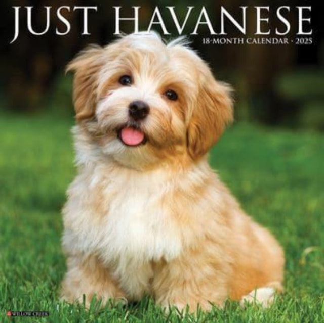 Just Havanese 2025 12 X 12 Wall Calendar-9781549243295