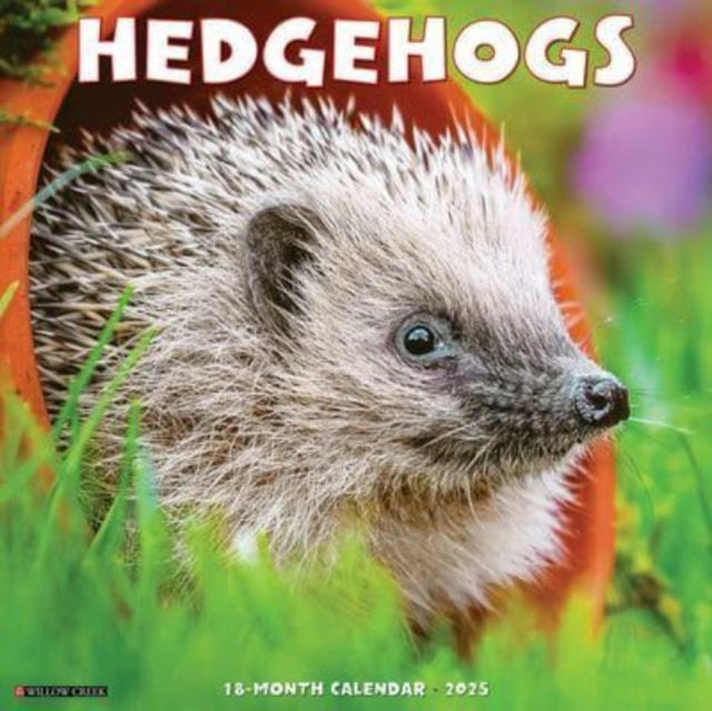Hedgehogs 2025 12 X 12 Wall Calendar-9781549243332