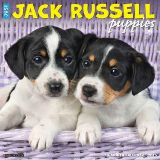 Just Jack Russell Puppies 2025 12 X 12 Wall Calendar-9781549243547