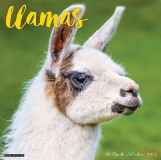 Llamas 2025 12 X 12 Wall Calendar-9781549243790