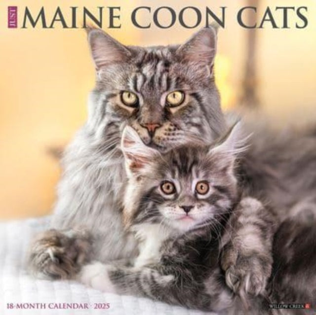 Just Maine Coon Cats 2025 12 X 12 Wall Calendar-9781549243813
