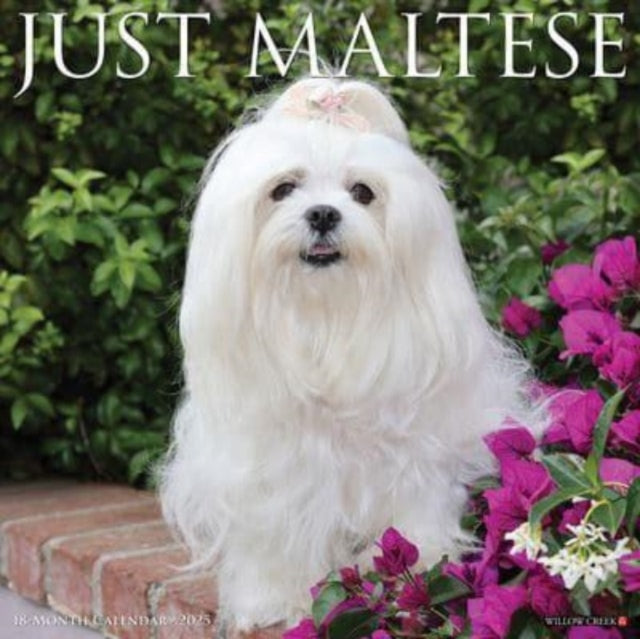 Just Maltese 2025 12 X 12 Wall Calendar-9781549243844
