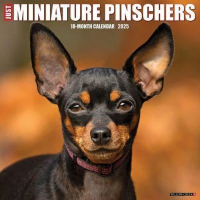 Just Miniature Pinschers 2025 12 X 12 Wall Calendar-9781549243929