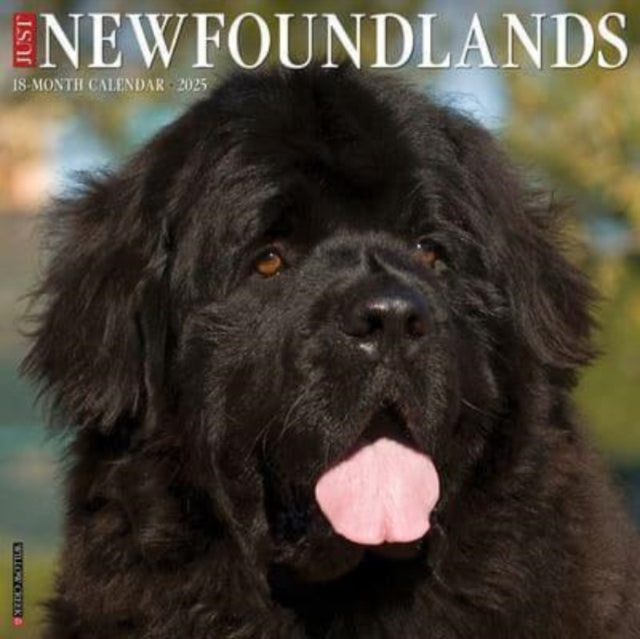 Just Newfoundlands 2025 12 X 12 Wall Calendar-9781549244209