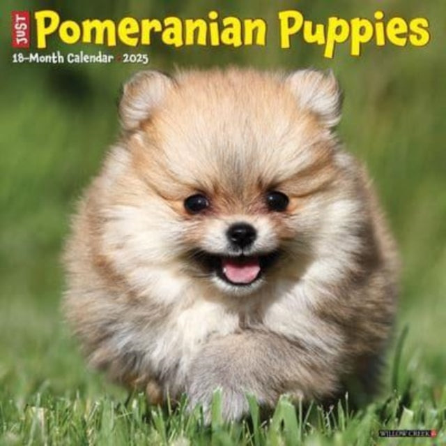 Just Pomeranian Puppies 2025 12 X 12 Wall Calendar-9781549244490