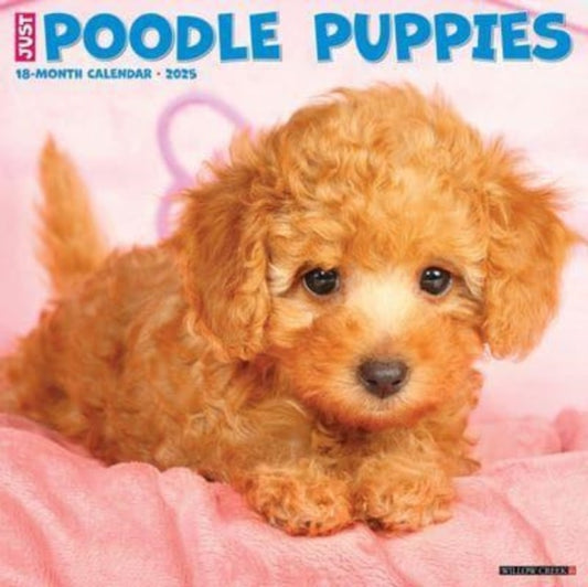 Just Poodle Puppies 2025 12 X 12 Wall Calendar-9781549244513