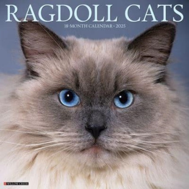 Ragdoll Cats 2025 12 X 12 Wall Calendar-9781549244612