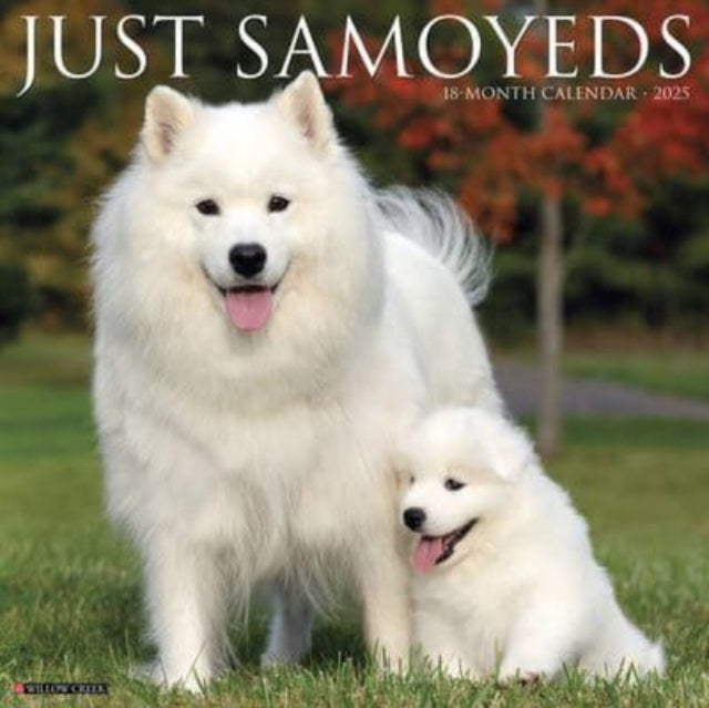 Just Samoyeds 2025 12 X 12 Wall Calendar-9781549244735