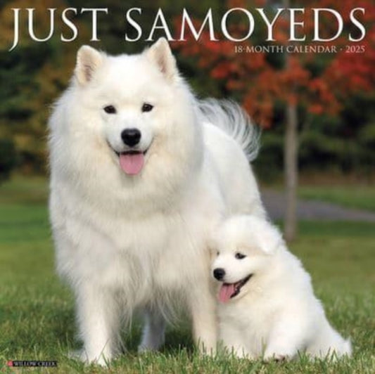 Just Samoyeds 2025 12 X 12 Wall Calendar-9781549244735