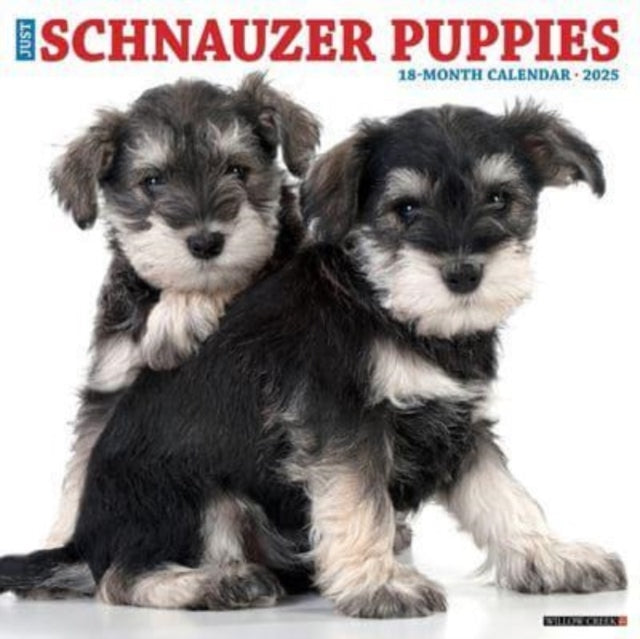Just Schnauzer Puppies 2025 12 X 12 Wall Calendar-9781549244759