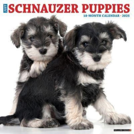 Just Schnauzer Puppies 2025 12 X 12 Wall Calendar-9781549244759