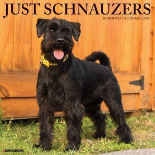 Just Schnauzers 2025 12 X 12 Wall Calendar-9781549244766