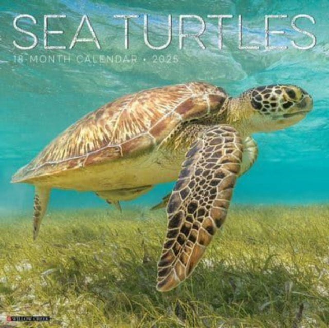 Sea Turtles 2025 12 X 12 Wall Calendar-9781549244780