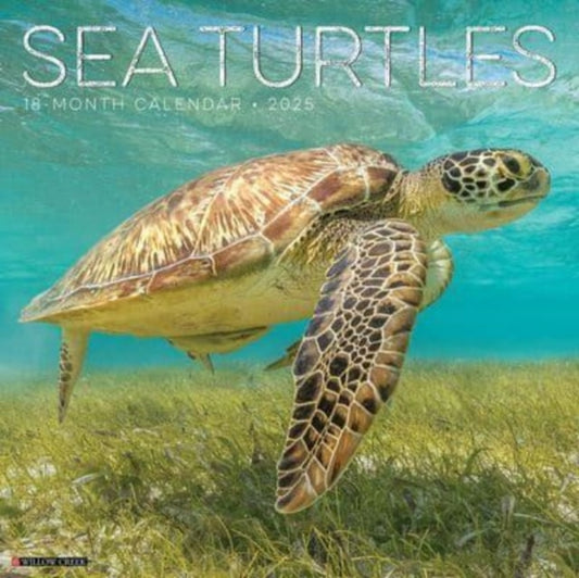 Sea Turtles 2025 12 X 12 Wall Calendar-9781549244780