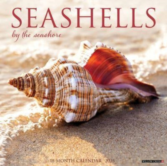 Seashells 2025 12 X 12 Wall Calendar-9781549244797