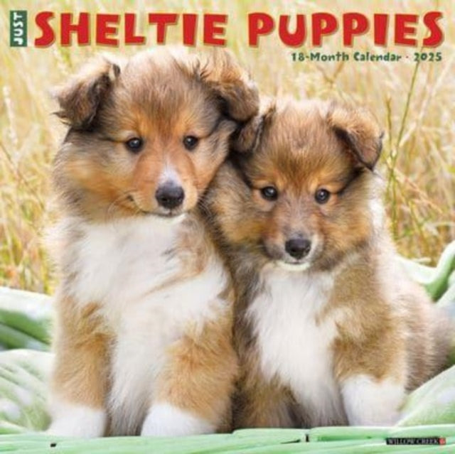 Just Sheltie Puppies 2025 12 X 12 Wall Calendar-9781549244834