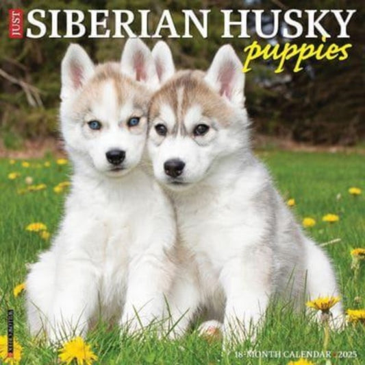 Just Siberian Husky Puppies 2025 12 X 12 Wall Calendar-9781549244902