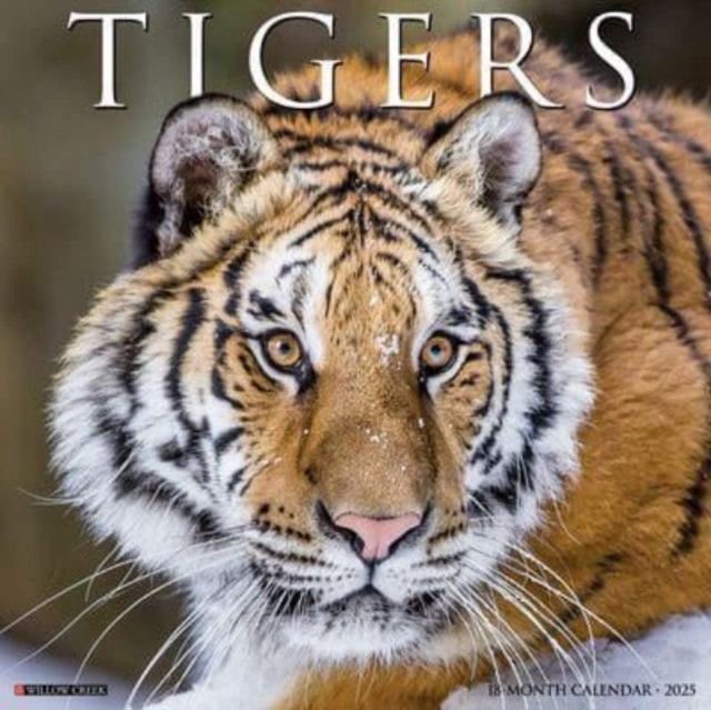 Tigers 2025 12 X 12 Wall Calendar-9781549245114