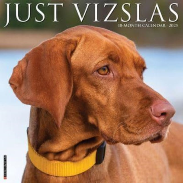 Just Vizslas 2025 12 X 12 Wall Calendar-9781549245268