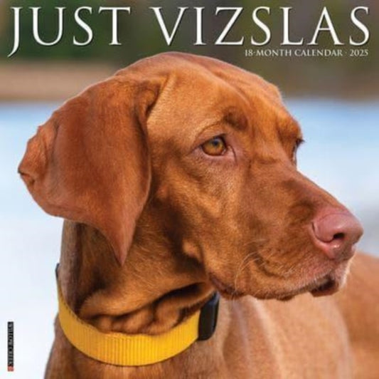 Just Vizslas 2025 12 X 12 Wall Calendar-9781549245268