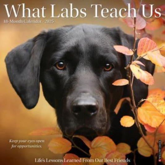 What Labs Teach Us 2025 12 X 12 Wall Calendar-9781549245404