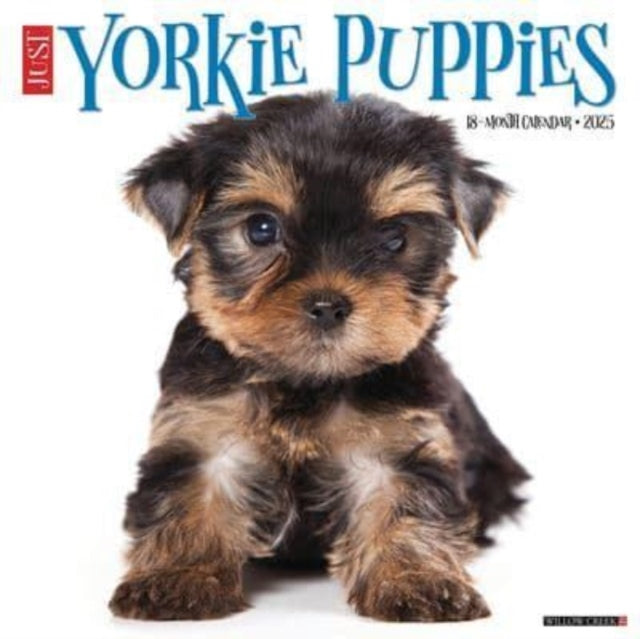 Just Yorkie Puppies 2025 12 X 12 Wall Calendar-9781549245541