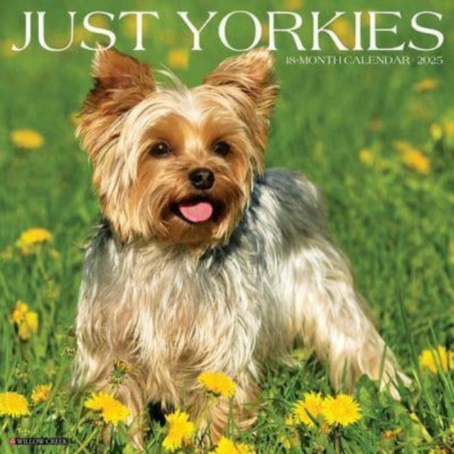 Just Yorkies 2025 12 X 12 Wall Calendar-9781549245558