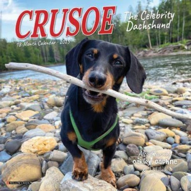 Crusoe the Celebrity Dachshund 2025 7 X 7 Mini Wall Calendar-9781549245732