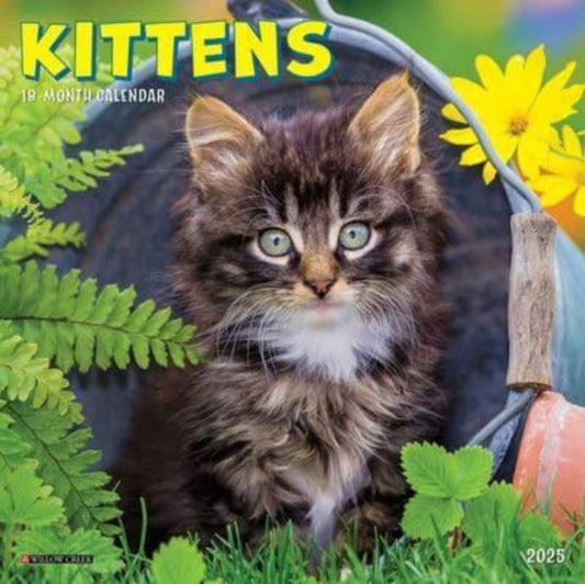 Kittens 2025 7 X 7 Mini Wall Calendar-9781549245848