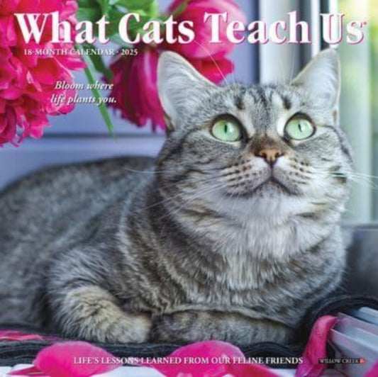What Cats Teach Us 2025 7 X 7 Mini Wall Calendar-9781549246012