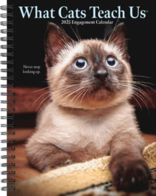 What Cats Teach Us 2025 6.5 X 8.5 Engagement Calendar-9781549246173